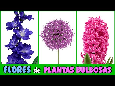 Planta Bulbosa Con Flor En Forma De Campana Crucigrama - Oh Camping